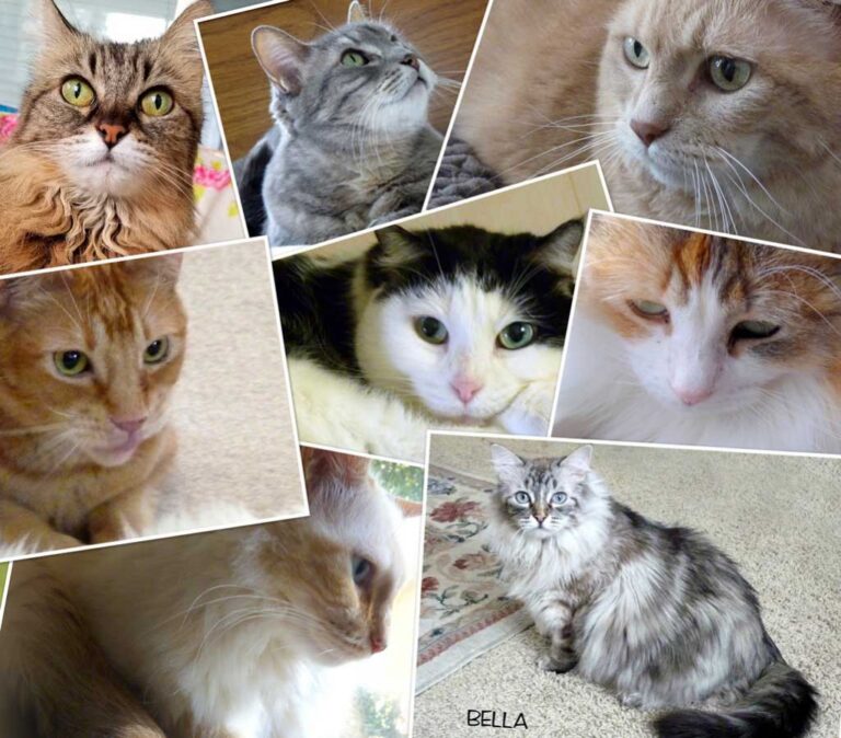 Some of our adopted kitties