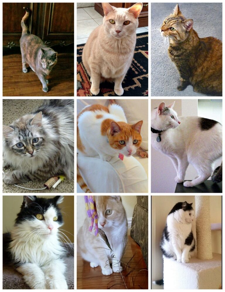 Some more of our beautiful adoptees