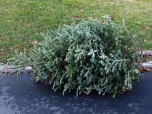 Recycle Your Christmas Trees