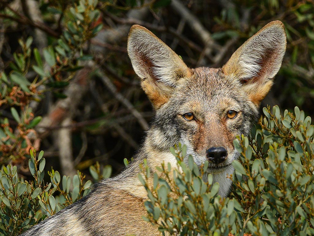 New Laguna Woods Coyote Reporting Procedure