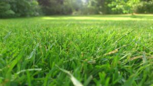 Pardon Our Appearance During Turf Renewal