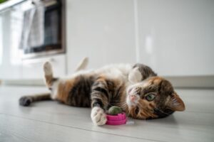 Cat Behaviors