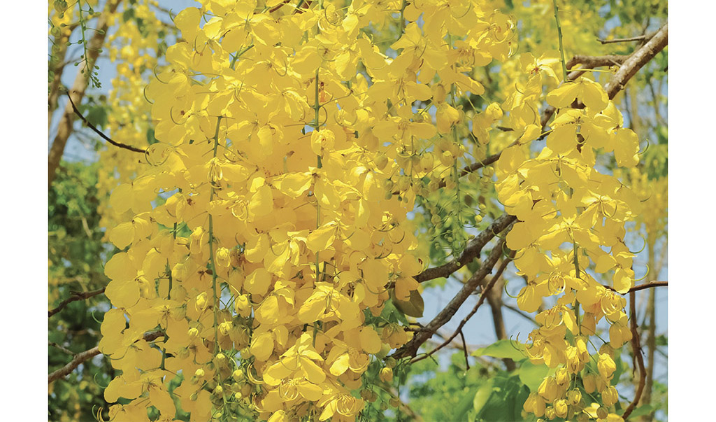 Apr/May 2021 Village Breeze