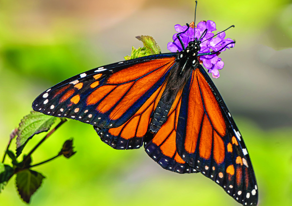 Feb/Mar 2021 Village Breeze