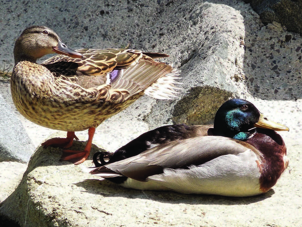 Aug/Sep 2020 Village Breeze