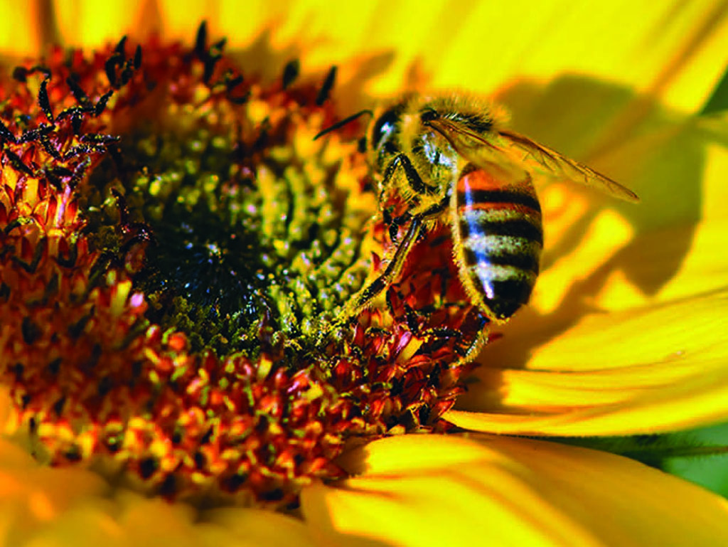 Apr/May 2020 Village Breeze