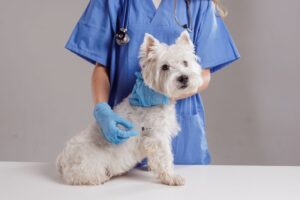 Dog Licensing and Vaccination Day