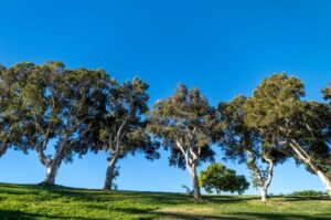 Treatment Protects Our Eucalyptus Trees