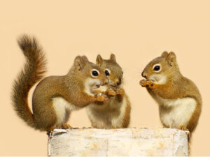 New Wildlife Feeding Rules Take Effect